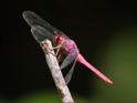 Orthemis discolor (Carmine Skimmer).jpg